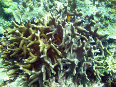Porites cylindrica