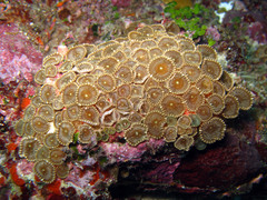 Palythoa