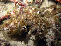 Palythoa