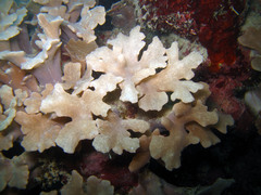 Sinularia brassica