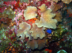 Sinularia brassica