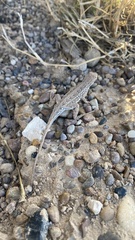 Holbrookia propinqua