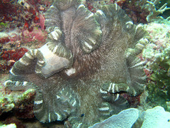 Stichodactyla mertensii