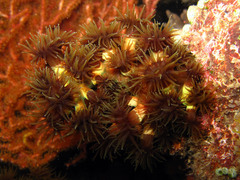 Tubastraea