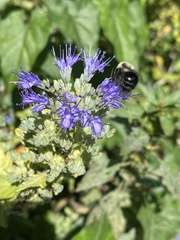 Vitex agnus-castus