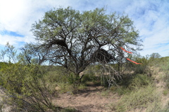 Prosopis flexuosa