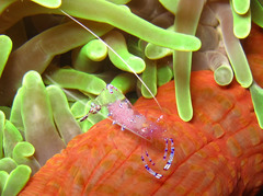 Ancylomenes sarasvati