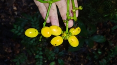 Odontocarya wullschlaegelii