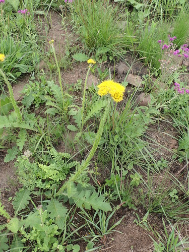 Image of Berkheya umbellata by no rights reserved