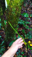 Odontocarya wullschlaegelii