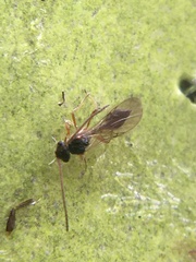 Aclista