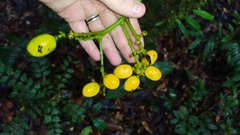 Odontocarya wullschlaegelii