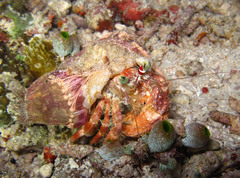 Dardanus pedunculatus