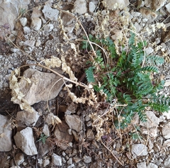 Astragalus praelongus