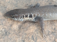 Trachylepis quinquetaeniata
