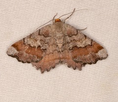 Macaria distribuaria