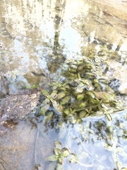 Veronica anagallis-aquatica