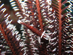 Laomenes amboinensis