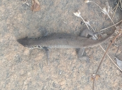 Trachylepis quinquetaeniata