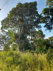 Adansonia digitata