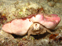 Lewindromia unidentata