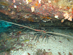 Panulirus versicolor