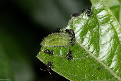 Arawacus separata