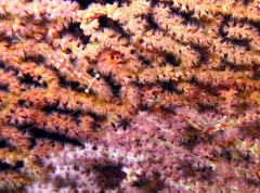 Manipontonia psamathe