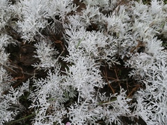 Jacobaea maritima
