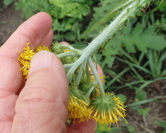 Berkheya umbellata