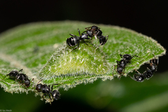 Arawacus separata