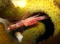 Trapezia rufopunctata