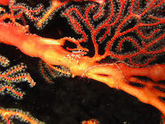 Xenocarcinus depressus