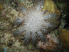 Acanthaster