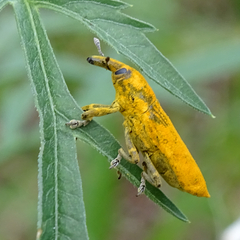 Gasteroclisus