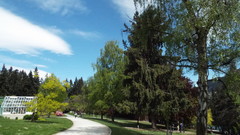 Picea smithiana