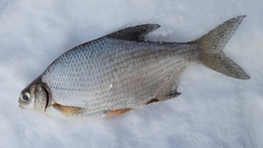 Blicca bjoerkna