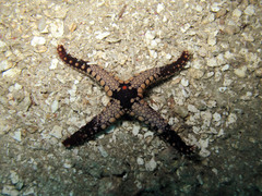 Fromia heffernani