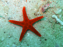 Fromia hemiopla