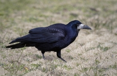 Corvus frugilegus