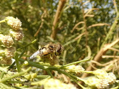 Eristalina