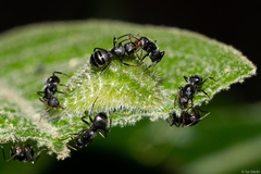 Arawacus separata