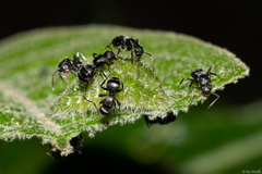 Arawacus separata