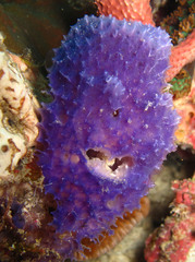 Callyspongia