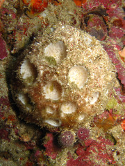 Cinachyrella