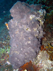 Coscinoderma mathewsi