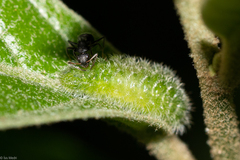 Arawacus separata