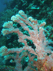 Callyspongia