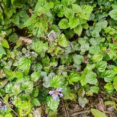 Glechoma grandis