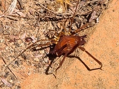 Krateromaspis